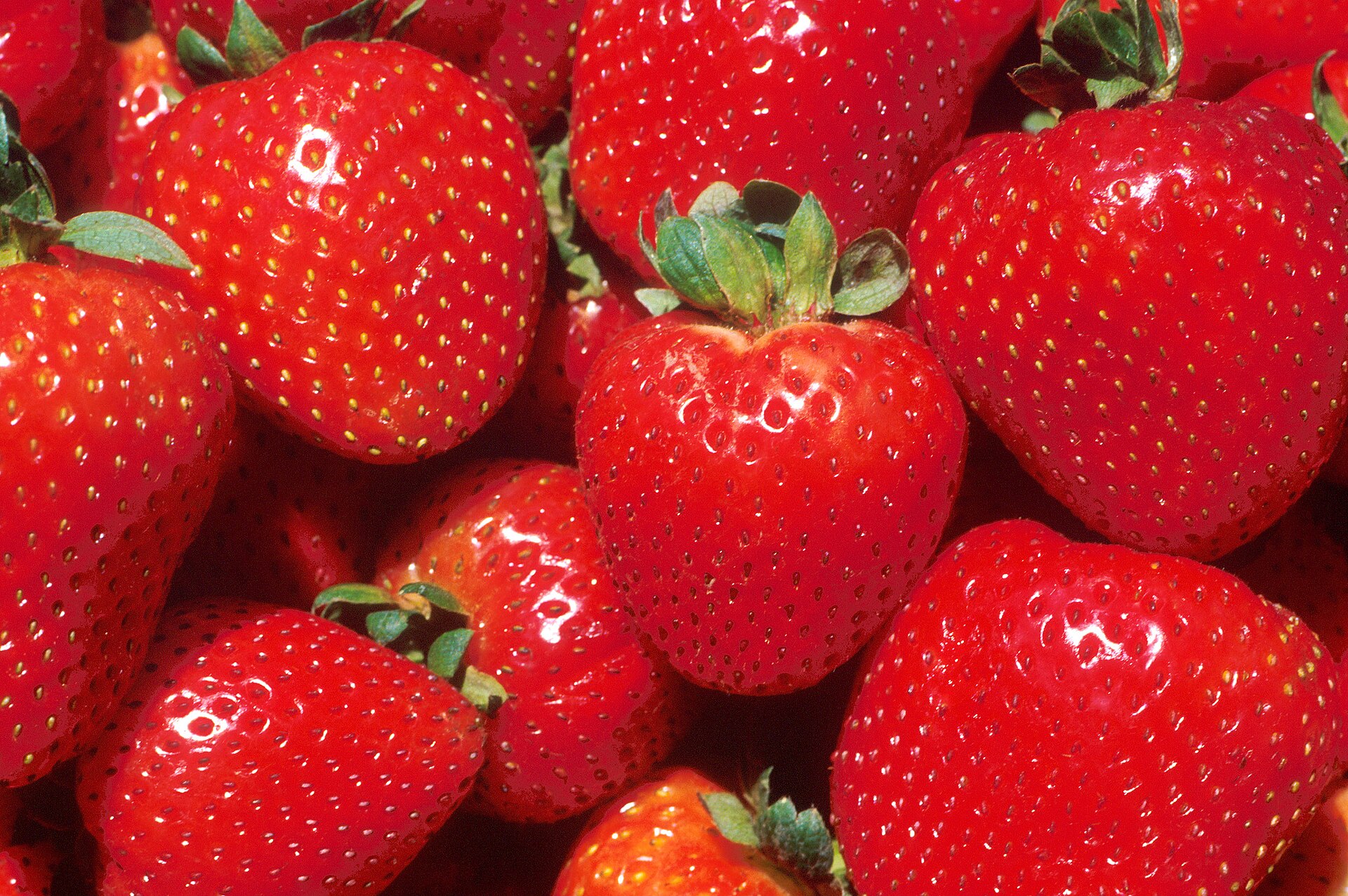 Ripe red strawberries with green caps